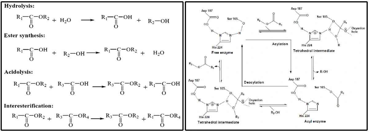 Griffonia Seed Extract SALER.jpg Griffonia Seed Extract SALER.jpg